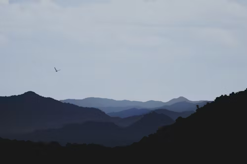 Digital Dreams